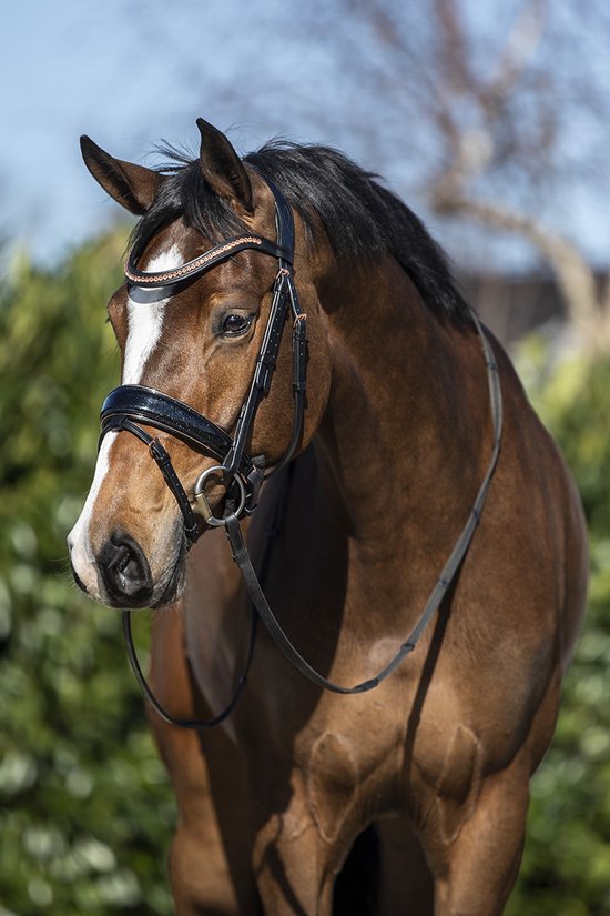 Horsegear Hoofdstel Horsegear Hgblush Zwart | Maat: Paard Horsegear Hoofdstel Horsegear Hgblush Zwart | Maat: Paard