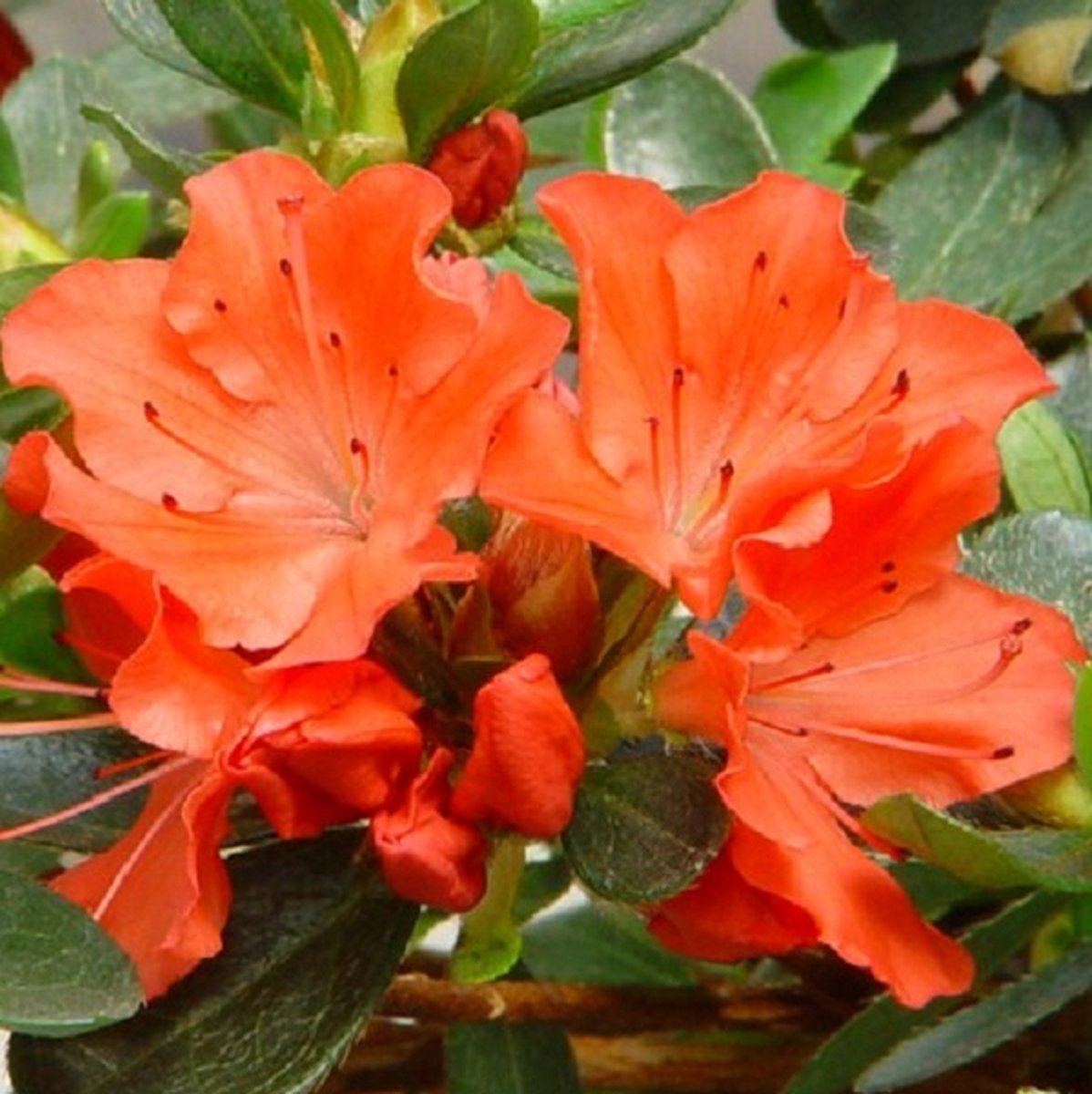 Azalea japonica Oranje - 40-50 cm in pot: Bloeit met oranje bloemen