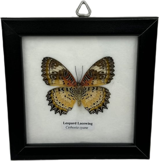 Western Deco - vlinder in lijst - opgezette insect - 12,5x12,5 cm - Cethosia Cyane