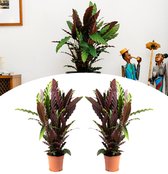 NatureNest - Pauwenplant - Calathea Rufibarba - Groot - 2 stuks - 50-60 cm