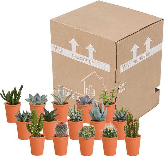 Megamix 15 pièces - Cactus et succulentes 5,5 cm en pot mexicain