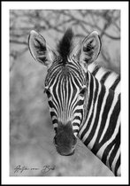 Poster Zebra - Anton van Beek Collectie 70x100 cm