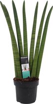 Decorum Sansevieria Cylindrica – ↨ 35cm – ⌀ 12cm