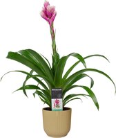 FloraExpert - Guzmania - 60 Cm - Ø 14