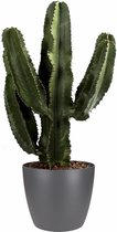 FloraExpert - Euphorbia - 80 Cm - Ø 25