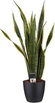 FloraExpert - Sansevieria - 60 Cm - Ø 19