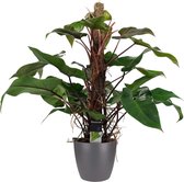 Decorum Philodendron Red Emerald - Luchtzuiverende Kamerplant - Met Elho® Bloempot Antraciet - 75cm - ø19cm