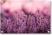 Lavendel in een lavendelveld - Tuinposter 120x80 - Wanddecoratie - Natuur - Bloemen