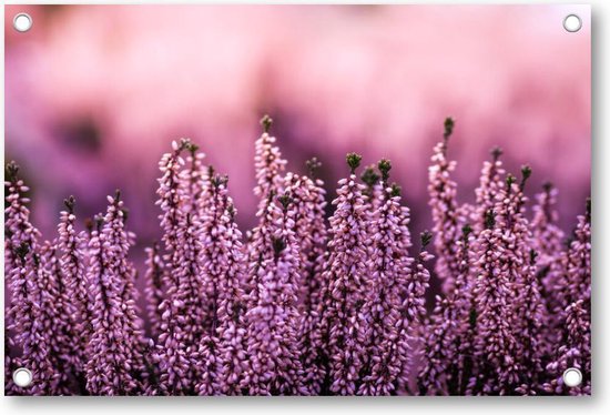 Lavendel in een lavendelveld - Tuinposter 120x80 - Wanddecoratie - Natuur - Bloemen