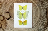 Liljebergs - Dubbele Kaart - Gele Vlinders met enveloppe