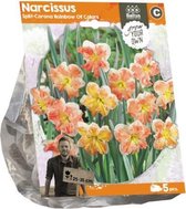 Plantenwinkel Narcissus Split Corona Rainbow Of Colors bloembollen per 5 stuks