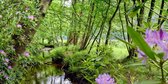 Fotobehang bosbeek met bloeiende Rodondendrons 250 x 260 cm - € 175,--