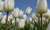 Fotobehang witte tulpen 350 x 260 cm