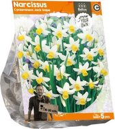 Plantenwinkel Narcissus Cyclamineus Jack Snipe bloembollen per 5 stuks