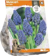 Plantenwinkel Muscari Blue Spike bloembollen per 10 stuks
