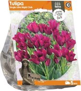 Plantenwinkel Tulipa Single Late Night Club tulpen bloembollen per 5 stuks