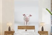 Behang - Fotobehang Varken - Roze - Wit - Breedte 160 cm x hoogte 240 cm