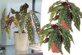 Stippenbegonia's - Begonia Polkadot Maculata Wightii - Set van 2