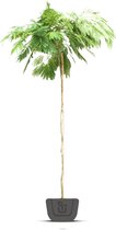 Perzische slaapboom | Albizia julibrissin Ombrella | Hoogte: 160-180 cm | meerstammig