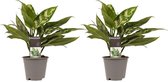 Aglaonema Maria 2 stuks - 25cm