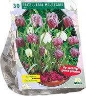 Plantenwinkel Fritillaria Meleagris bloembollen per 30 stuks