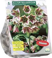 Baltus Allium Siculum Bulgaricum bloembollen per 5 stuks