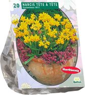 Plantenwinkel Narcissus Mini Tete a Tete bloembollen per 20 stuks