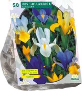 Plantenwinkel Iris Hollandica bloembollen per 50 stuks