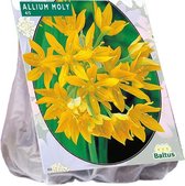 Plantenwinkel Allium Moly bloembollen per 100 stuks