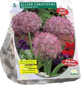 Plantenwinkel Allium Albopilosum Christophii bloembollen per 5 stuks