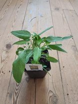 Salie - Echte Salie - kruidenplant  in pot 9 cm Salvia officinalis