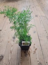 Doorlevende Venkel - Kruidenplant - in pot 9 cm