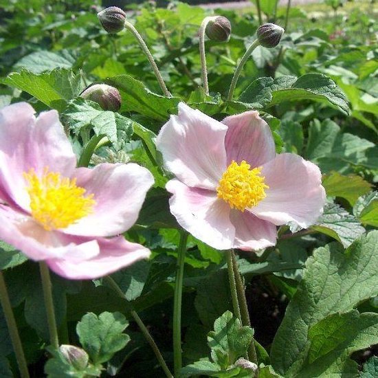 Foto: 6x anemone hupehensis september charm herfstanemoon pot 9x9 cm