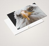 Idée cadeau ! | Set de Cartes Postales Aigle Luxe 10x15 cm | 24 pièces