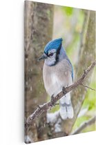 Artaza Canvas Schilderij Blauwe Gaai Vogel In De Sneeuw - 80x120 - Groot - Foto Op Canvas - Canvas Print