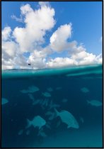 Poster onderwater wereld met mooie vissen - 20x30 cm
