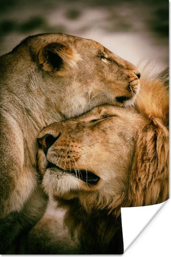 CUDAOO Wild Look of a Lions Decor Esthetische Twee Leeuwen