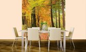 Dimex Autumn Forest Vlies Fotobehang 225x250cm 3-banen