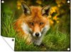 foto van Tuinschilderij Rode vos - Gras - Dieren - 80x60 cm - Tuinposter