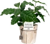 ZynesFlora - Coffea Arabica in Houten Sierpot - Kamerplant in pot - Ø 12 cm - Hoogte: 25 cm - Koffieplant