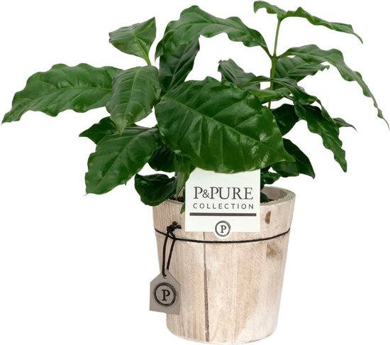 ZynesFlora - Coffea Arabica in Houten Sierpot - Kamerplant in pot - Ø 12 cm - ↕ Hoogte: 25 cm – Koffieplant