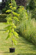 Jonge Gele Acacia boom | Robinia pseudoacacia 'Frisia' | 100-150cm hoogte