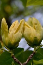 Jonge Gele Magnolia boom | Magnolia 'Yellow Bird' | 100-150cm hoogte