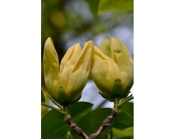 Jonge Gele Magnolia boom | Magnolia 'Yellow Bird' | 60-80cm hoogte