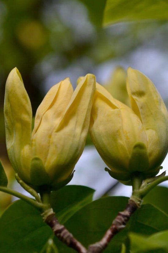 Jonge Gele Magnolia boom | Magnolia 'Yellow Bird' | 100-150cm hoogte
