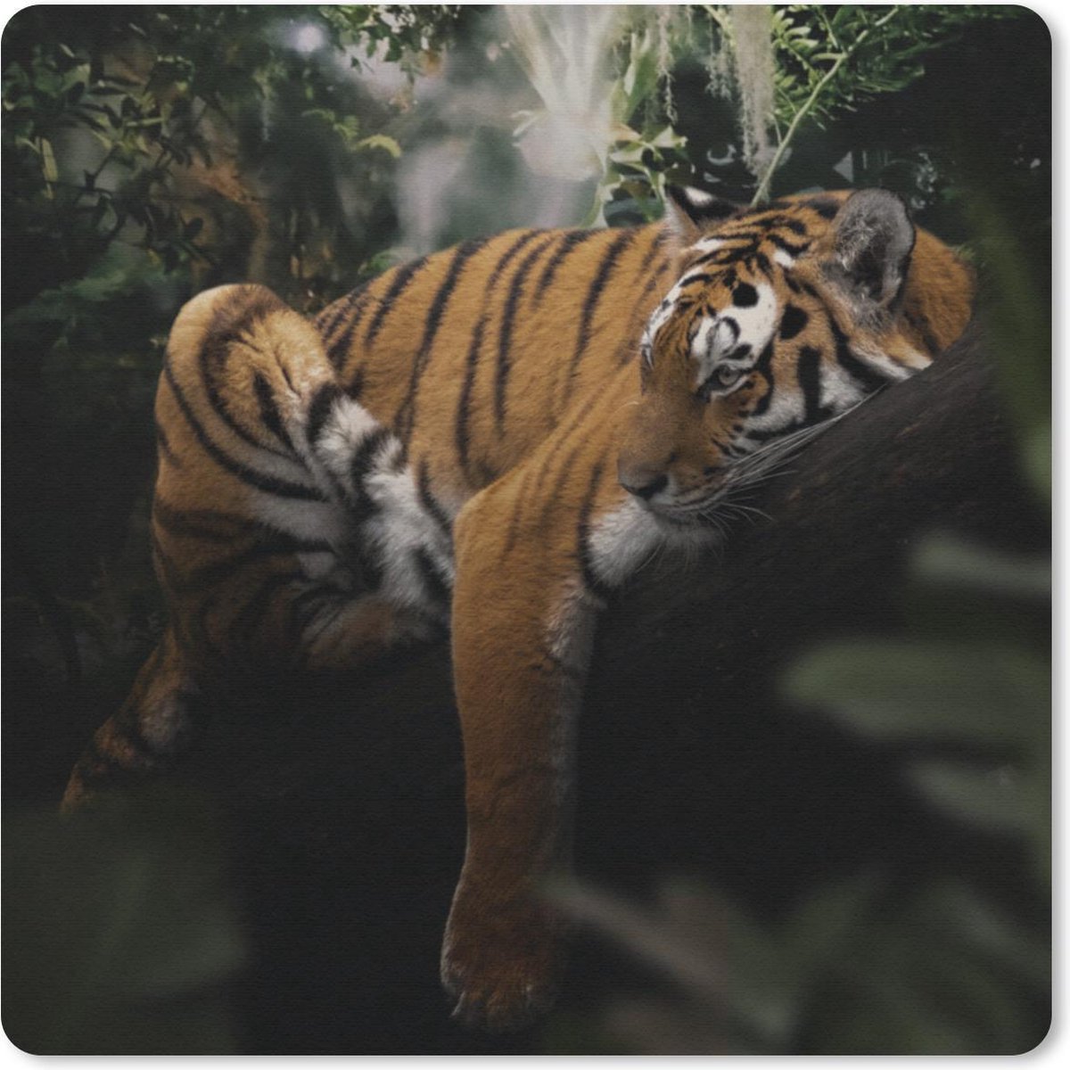 Muismat 20x20 cm - Mousepad Dieren - Tijger - Jungle - Muismatten
