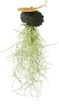 Airplant - Luchtplant -Tillandsia Usneoides - Zeeëgel Zwart Sputnic - Jellyfish - Kwal - Kwalletje - Hangend - Cadeau