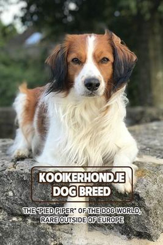 Kooikerhondje Dog Breed: The  Pied Piper  of The Dog World, Rare Outside of Europe