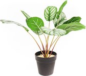 HouseVitamin Kunstplant Calathea 15x40x50cm