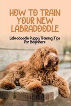 How To Train Your New Labradoodle: Labradoodle Puppy Training Tips For Beginners